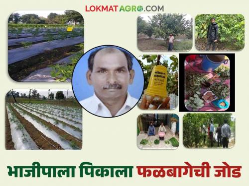 Latest News Success Story of gadchiroli farmer fruit Farming with vegetable farming, read experimental farming success story | Farmer Success Story : श्रमाला नाही तोड, भाजीपाला शेतीला दिली फळबागेची जोड, वाचा यशोगाथा