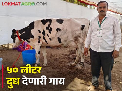 An experiment by a young farmer in Baramati taluka to produce residue free milk | बारामती तालुक्यातील युवा शेतकऱ्याचा विषमुक्त दुध निर्मितीचा प्रयोग