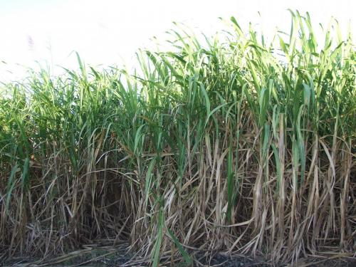 Sugarcane production of 105 tonnes per acre from riverside saline soil | नदीकाठच्या क्षारपड जमिनीतून एकरी १०५ टन ऊसाचे उत्पादन