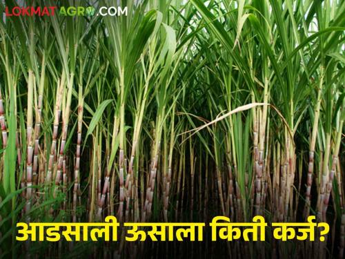 Latest News Increase in Crop Loan Borrowing Limit from NABARD, Read details | Crop Loan : नाबार्डकडून पीक कर्ज उचलीच्या मर्यादेत वाढ, वाचा कोणत्या पिकाला किती उचल? 