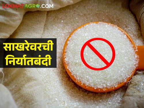 latest news Loss of sugar factories, sugarcane farmers due to sugar export ban | Sugar Export : सहा वर्षांत किती साखर निर्यात झाली? आता निर्यातबंदीच गणित समजून घ्या? वाचा सविस्तर