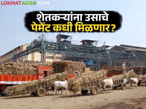 Sugar millers are not complying with RRC action; Will farmers get payment for sugarcane? | साखर कारखानदार आरआरसी कारवाईला जुमानत नाहीत; शेतकऱ्यांना उसाचे पेमेंट मिळणार का?