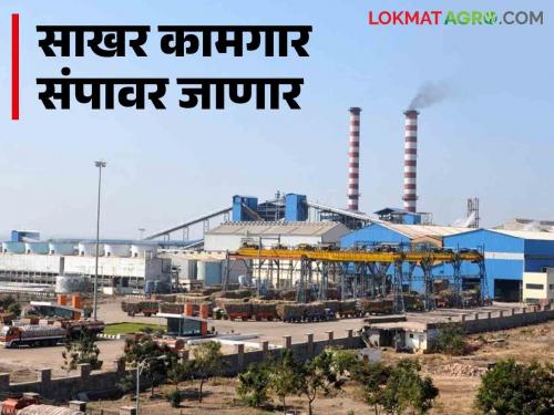 Sugar Factory Workers Strike : Sugar workers in the state are on strike from December 16 | Sugar Factory Workers Strike : राज्यातील साखर कामगार १६ डिसेंबरपासून संपावर