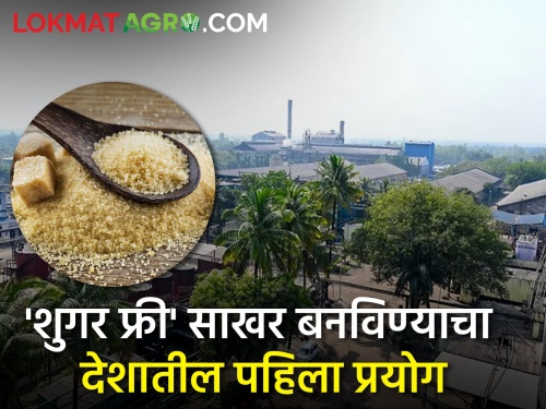 Sanjeevani sugarcane factory of Kopargaon is making sugar free sugar | कोपरगावचा संजीवनी कारखाना बनवतोय 'शुगर फ्री' साखर
