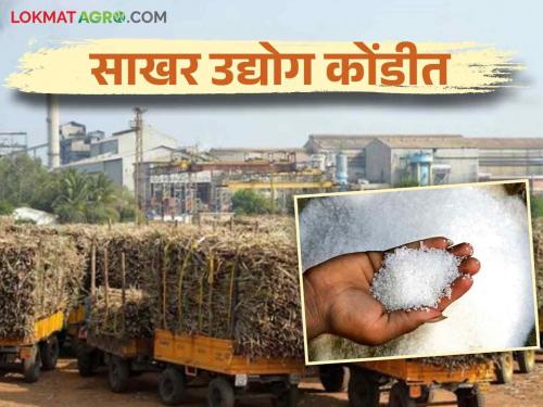 Sugar MSP : Decision to raise minimum selling price of sugar postponed | Sugar MSP : साखरेचा किमान विक्री दर वाढविण्याचा निर्णय लांबणीवर