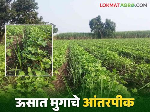 Latest News Cultivation of mung bean as an intercrop with sugarcane, an innovative experiment by a farmer in Rahuri | Intercropping In Sugarcane : उसामध्ये आंतरपीक म्हणून मुगाची लागवड, राहुरीच्या शेतकऱ्याचा अभिनव प्रयोग