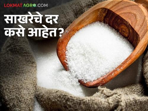 Latest News Sugar Market How will sugar prices be during Ganesh Chaturthi, Dussehra, Diwali | Sugar Market : गणेशोत्सव, दसरा, दिवाळीत साखरेचे दर कसे राहतील? वाचा सविस्तर