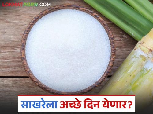 Good days for factories; Sugar prices will rise further in view of Dussehra-Diwali festival | कारखान्यांना अच्छे दिन; दसरा-दिवाळीचा सण पाहता साखरेला आणखी तेजी येणार