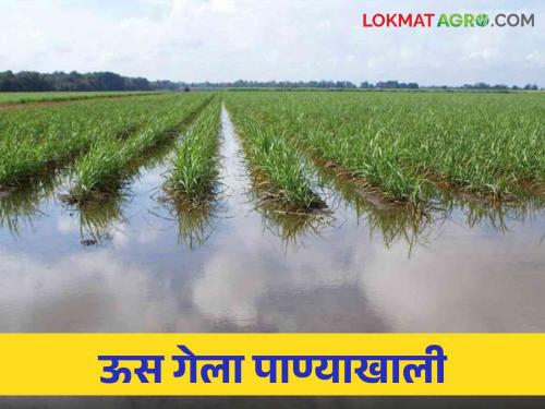 Kolhapur Flood: 2 million tones of sugarcane production will decrease due to flood in Kolhapur district this year | Kolhapur Flood: कोल्हापूर जिल्ह्यात यंदा महापुरामुळे २० लाख टन ऊस उत्पादन घटणार