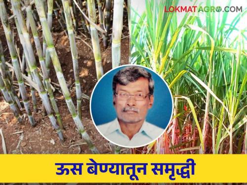 Farmer Success Story: Farmer Vitthal Koli is farming with an income of five lakh per acre. Read more | Farmer Success Story: शेतकरी विठ्ठल कोळी करता आहेत एकरी पाच लाख उत्पन्नाची ऊस शेती वाचा सविस्तर