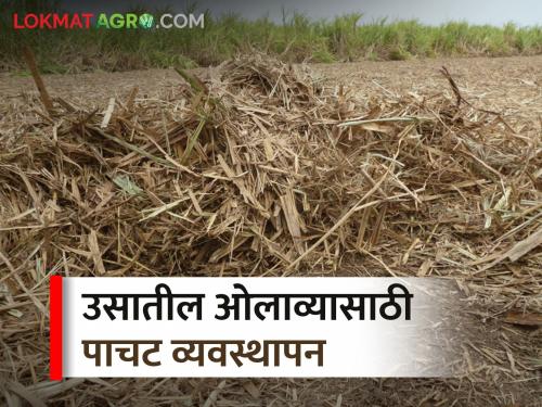 How to manage the sugarcane trash to increase the yield of ratoon sugarcane crop? | खोडवा ऊस उत्पादन वाढीसाठी पाचट व्यवस्थापन कसे कराल?