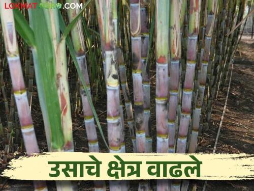 Sugarcane Area increased by 14,234 hectares in five years | Sugarcane पाच वर्षांत ऊस क्षेत्र १४,२३४ हेक्टरने वाढले