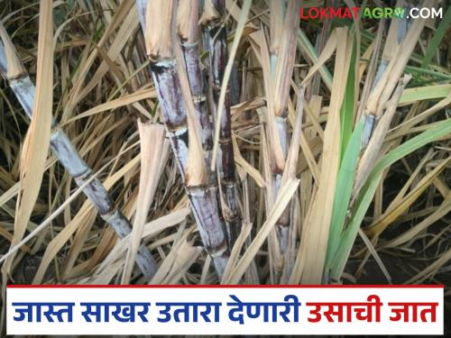 Are you cultivating sugarcane? Choose 'this' variety that yields more than 86032 and gives sugar extract | ऊस लागवड करताय? ८६०३२ पेक्षा जास्त उत्पादन व साखर उतारा देणारी 'ही' जात निवडा