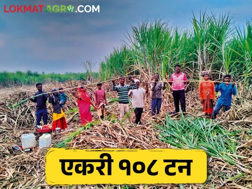 Advanced sugarcane farming; a record sugarcane production 108 tons per acre | ऊस शेतीला दिली आधुनिकतेची जोड; एकरी १०८ टन झाली विक्रमी ऊस तोड