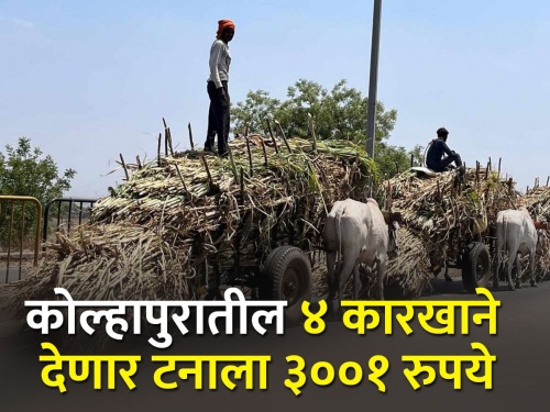 Will sugarcane be given a flat rate of Rs 3001 per tonne? | उसाला एकरकमी प्रतिटन ३००१ रूपये दर देणार?