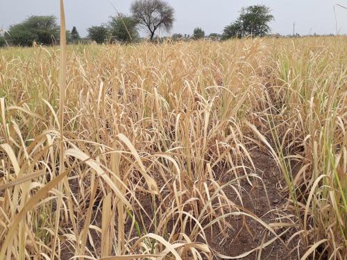 How to save the sugarcane crop during lack of rain? | पावसाचा खंड ऊसाचे पिक कसे वाचवाल?