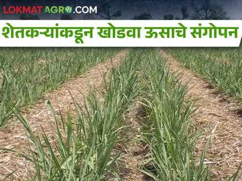 Latest News Why are the sugarcane farmers cultivating Khodwa sugarcane? | ऊस उत्पादक शेतकरी खोडवा ऊसाचे संगोपन का करत आहेत? 