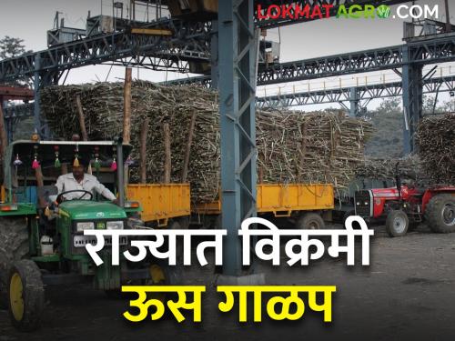 sugarcane crushing status in the state; Which factory did how much crushing? | राज्यातील ऊस गाळप; कोणत्या कारखान्याने केले किती गाळप?