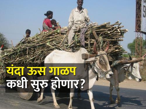 This year, 40 thousand metric tons of sugarcane will be reduced | यंदा ऊसाची ४० हजार मेट्रिक टन गाळप घटणार