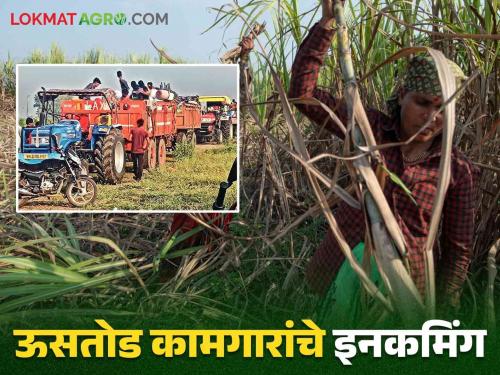 This year the sugarcane harvest will start soon the Diwali of the sugarcane workers is in sugarcane field this year | यंदा गाळप लवकरच सुरु होणार.. ऊसतोड मजुरांची दिवाळी उसाच्या फडातच