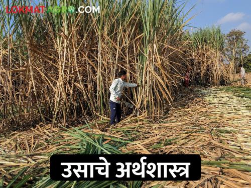 Sugarcane yields declined; The financial profit doesn't get good value | उसाचे उत्पन्न घटले; आर्थिक गणित जुळेना