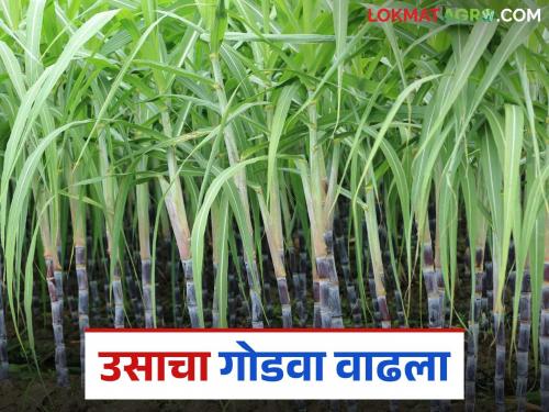 Sugarcane Cultivation: latest news Plenty of water, sugarcane is also thriving; Still prices are 'bitter'! Read in detail | Sugarcane Cultivation: पाणी भरपूर, ऊसही जोमात; तरीही भाव 'कडवट'! वाचा सविस्तर