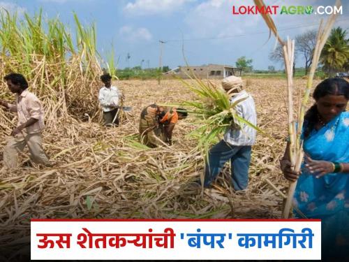 latest news Sugarcane Cultivation: Sugarcane cultivation boom! These districts have a record jump in sugar production this year. Read in detail | Sugarcane Cultivation : ऊस लागवडीत भरारी! यंदा 'या' जिल्ह्यांची साखर उत्पादनात विक्रमी झेप वाचा सविस्तर