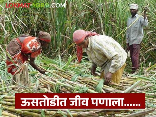 latest news Ustod Mahila Kamgar: One day's work... and her life changes! Read in detail | Ustod Mahila Kamgar: एक दिवसाचा खाडा… आणि तिचं आयुष्यच बदलून जातं! वाचा सविस्तर