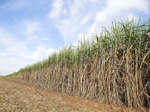 Lack of green fodder in field; 3200 rate for sugarcane due to scarcity | शिवारात हिरव्या चाऱ्याचा अभाव; टंचाईमुळे उसाला ३२०० चा भाव