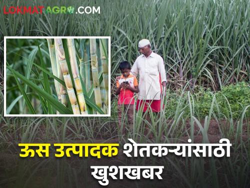 Increase in sugarcane FRP; In Maharashtra per ton will get how much rupees | ऊसाच्या एफआरपीमध्ये वाढ; महाराष्ट्रात प्रती टनाला मिळणार इतके रुपये