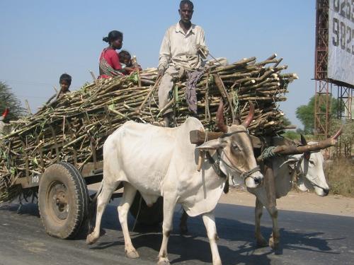 The sugarcane crushing season in the state should start on November 15 | राज्यातील गळीत हंगाम १५ नोव्हेंबरला सुरू करावा