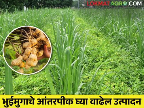 To increase sugarcane production; Take groundnut as an intercrop | उसाचे उत्पादन वाढवायचं; आंतरपीक म्हणून घ्या भुईमूग