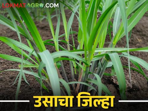 The area under sugarcane crop increased by 16 thousand hectares in this district | Sugarcane या जिल्ह्यात ऊस पिकाखालील क्षेत्र १६ हजार हेक्टरने वाढले