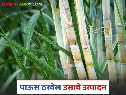 Sugarcane area increased in these districts; Will sugarcane production increase in the harvesting season? Read in detail | या जिल्ह्यांत उसाचे क्षेत्र वाढले; गळीत हंगामात उसाच्या उत्पादनात वाढ होईल? वाचा सविस्तर