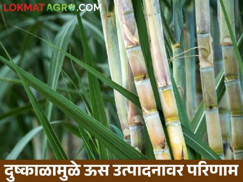 Latest News Drought affects sugarcane production in jalgaon chalisgaon | दुष्काळसोबत कारखाने बंदचा फटका, ऊस उत्पादन घटलं!