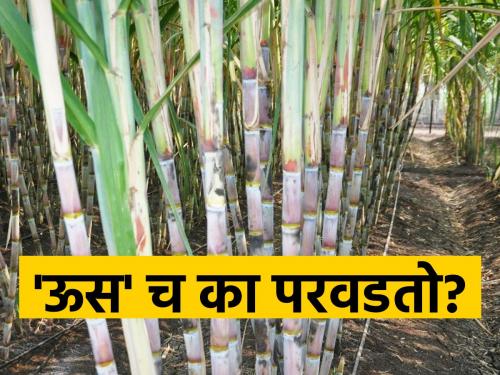 Farmers are inclined towards sugarcane due to guaranteed income along with guaranteed price | हमखास उत्पन्नाबरोबरच हमीभावामुळे शेतकऱ्यांचा उसाकडेच कल