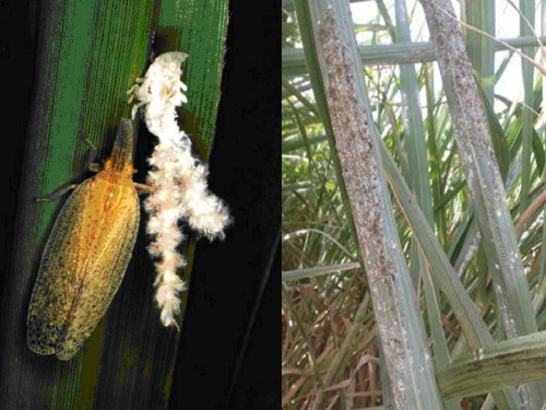 Identify and control sugarcane whiteflies and Pyrilla pests in timely | ऊसावरील पांढरी माशी आणि पायरीला ओळखा आणि वेळीच नियंत्रण करा