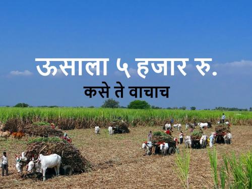 sugarcane will get upto 5000 rupees per ton rate, how | तर शेतकऱ्यांचा ऊस पाच हजारांनी विकला जाईल, कसा? ते वाचा