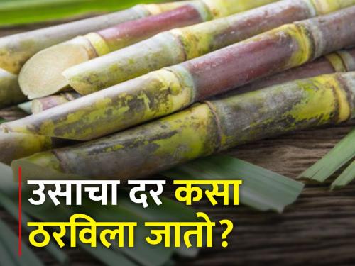 There is no mechanism to determine the price of sugarcane in the state | राज्यात उसाचा दर ठरविणारी यंत्रणाच नाही