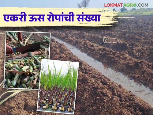 Planting sugarcane? How many cutting or seedlings per acre will be required, read in detail | ऊस लागवड करताय? एकरी किती रोपे किंवा टिपरी लागतील वाचा सविस्तर