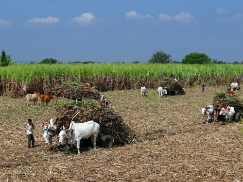 Panchganga's highest first lift of 3 thousand three hundred, price competition among sugar mills | चालू गळीत हंगामासाठी उसाला राज्यातील सर्वाधिक पहिली उचल जाहीर, पंचगंगांकडून प्रतिटन 3300 रुपये भाव 