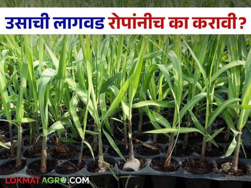 How to plant sugarcane by seedling and how many seedling should be planted per acre | Sugarcane Planting : उसाची रोपाने लागवड कशी करावी व एकरी किती रोपे लावावीत