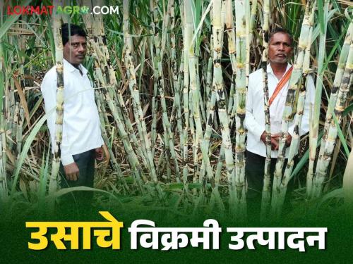 Sugarcane Success story: Record breaking production taken with proper planning, determination of sugarcane, read in detail | Sugarcane Success story : योग्य नियोजन, जिद्दच्या जोरावर कवळेने घेतले ऊसाचे रॅकार्ड ब्रेक उत्पादन वाचा सविस्तर