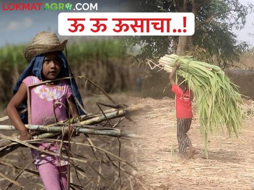 Oh oh sugarcane...! What about the education of sugarcane workers' children? | ऊ ऊ ऊसाचा....! ऊसतोड कामगारांच्या मुलांच्या शिक्षणाचं काय? 