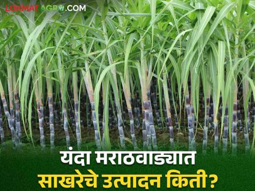 Sugarcane in Marathwada : Forecast of Agriculture Department: Sugarcane area is likely to decrease in Marathwada this year | Sugarcane in Marathwada : कृषी विभागाचा अंदाज : मराठवाड्यात यंदा उसाचे क्षेत्र घटण्याची शक्यता