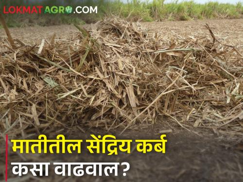 Do not fire sugarcane trash and crop Stubble; Decompose and keep the soil alive | पाचट, धसकट जाळू नका; कुजवा अन् मातीला जिवंत ठेवा