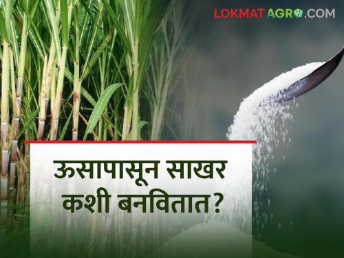 Latest News How to make sugar from sugarcane? Read the complete process | ऊसापासून साखर कशी बनवितात? वाचा स्टेप बाय स्टेप संपूर्ण प्रक्रिया 