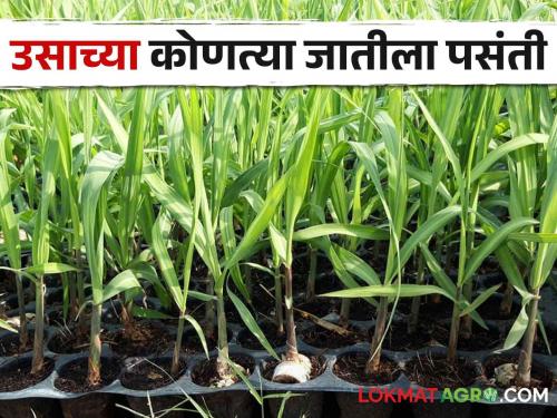 Farmers plant to Cultivation of Sugarcane; Which Variety is more preferred this year? | Sugarcane ऊस लागणीसाठी बळीराजाची लगबग; यंदा कोणत्या जातीला अधिकची पसंती