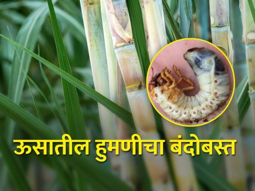 Life cycle and control of white grub in sugarcane | ऊसातील हुमणीचा जीवनक्रम आणि नियंत्रण