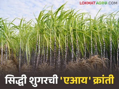 latest news Sugarcane with AI: Smart sensors, smart sugarcane; Decision to increase sugarcane production with AI system in 'this' factory | Sugarcane with AI : स्मार्ट सेंसर, स्मार्ट ऊस; 'या' कारखान्यात एआय प्रणालीने ऊस उत्पादन वाढवण्याचा निर्णय
